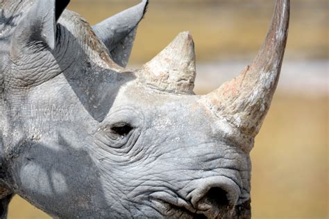 Etosha Camping Safari - 3 Days - Etosha Park