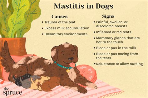 Mastitis in Dogs