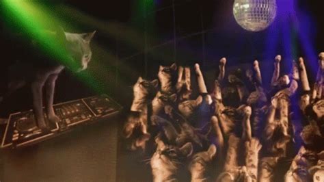 Cat Dj GIF - Cat Dj RaveParty - Discover & Share GIFs