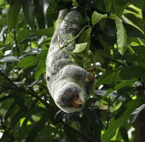 Picture 2 of 7 - Cuscus (Phalanger Maculatus) Pictures & Images - Animals - A-Z Animals