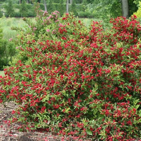 SONIC BLOOM® Red Weigela - Order Online