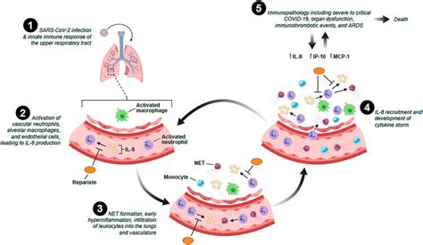 Frontiers | The Role of Interleukin-8 in Lung Inflammation and Injury: Implications for the ...