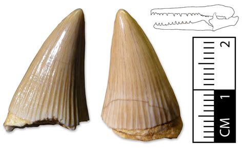 Gavialimimus tooth - Amphibians & Reptiles - The Fossil Forum