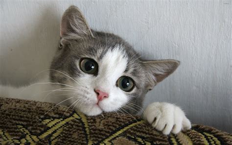 Cute kitten wallpaper - Animal wallpapers - #37952