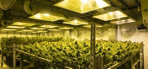 Report: Indoor Cannabis Cultivation Has Major Environmental Impact ...