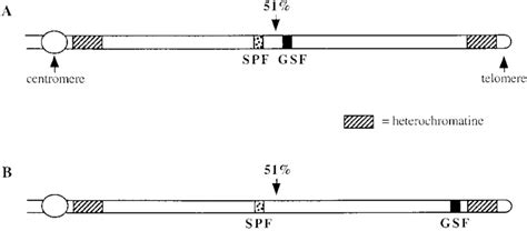 ?Diagram of the Y chromosome (p)-arm | Download Scientific Diagram