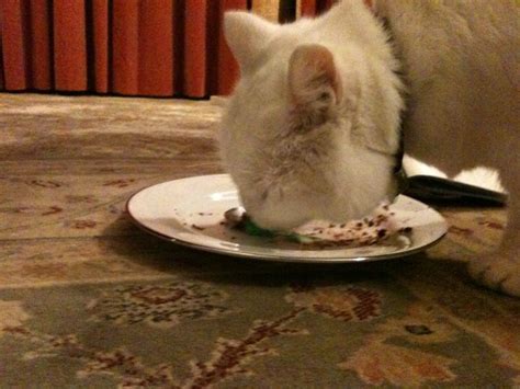 Cat eating cake | Flickr - Photo Sharing!