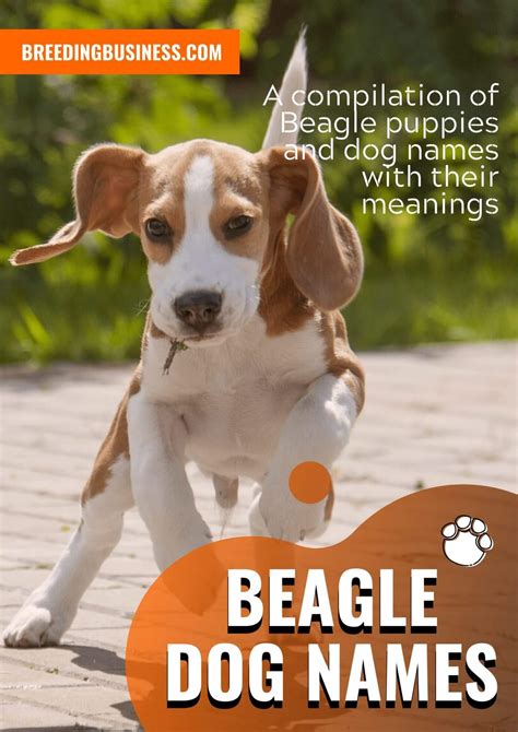 Beagle Dog Names: 150+ Name Ideas for Beagles... What's Your Pick?