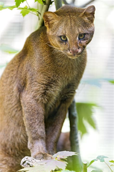 Cute posing jaguarundi | I was quite happy that this jaguaru… | Flickr