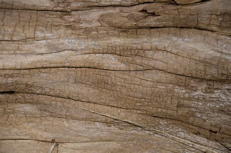 Beach Wood texture | Beach Wood texture Free Creative Common… | Flickr