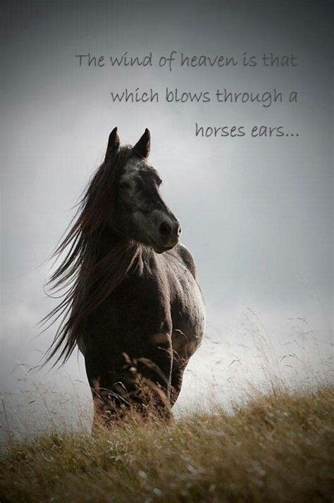 Horses | Horse quotes, Horse riding quotes, Horses