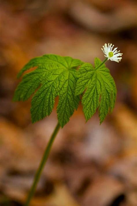 Goldenseal | Goldenseal, Herbs, Herbs & spices