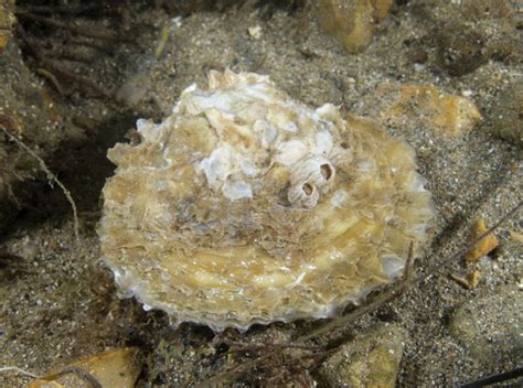 Bivalves | The Wildlife Trust of South and West Wales