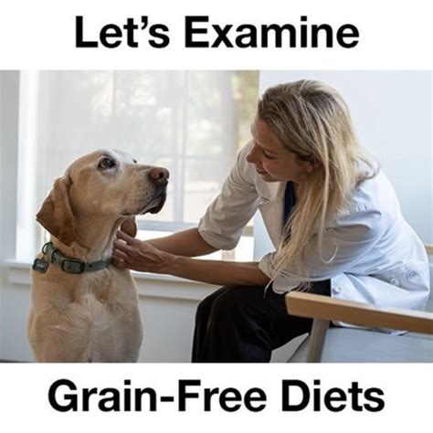 Grain-Free Pet Diets: What Pet Parents Need to Know - VRC