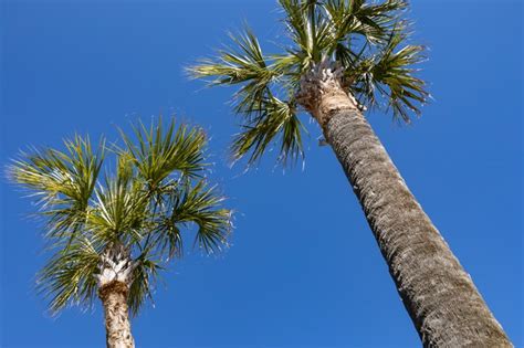 Facts About Florida's State Tree | ehow