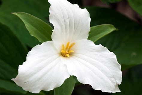 White Trillium Photograph by Amanda Kiplinger | Fine Art America