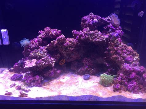 Algae identification at 5 months ? | REEF2REEF Saltwater and Reef ...