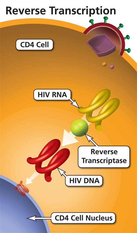 How NRTIs Work – International Association of Providers of AIDS Care