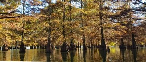 Lake Chicot State Park: A “C” of Discovery | Arkansas State Parks