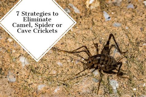 How To Get Rid Of Camel Crickets In Your Basement - Openbasement