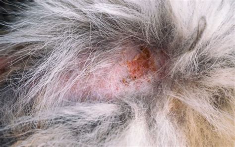 15 Pictures of Flea Allergy & Flea Scabs on Dogs