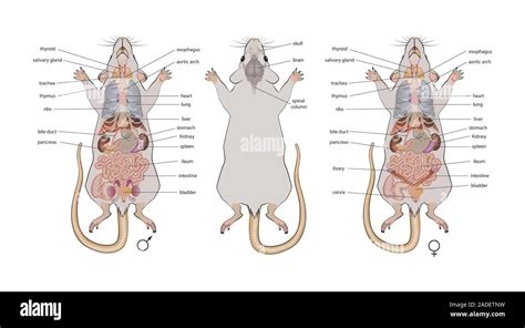 Mouse (Mus musculus) anatomy. Illustration showing the anatomy of male and female mice. Mice are ...