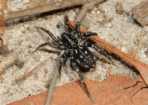 Spotted Ground Swift Spider - Supunna albopunctatum