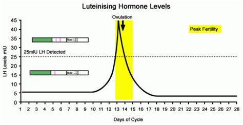 How Long LH Surge Lasts and Tips for Conception - New Kids Center