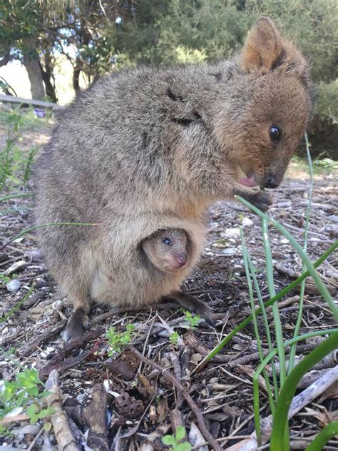 Quokka y su cria, un pequeño canguro del tamaño de un Gato | Cute australian animals, Cute ...