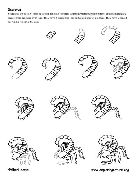 Scorpion Drawing Lesson