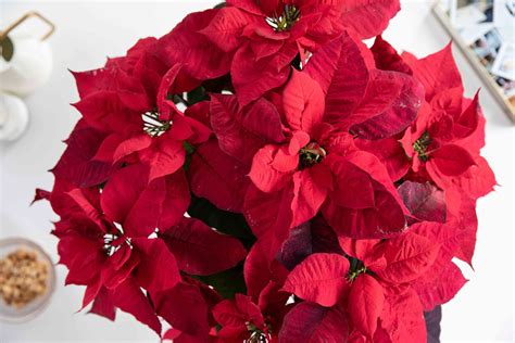 Poinsettia: Indoor Plant Care & Growing Guide