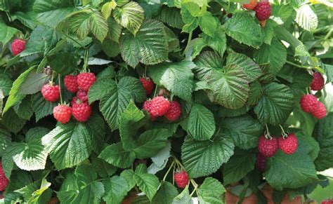 'Raspberry Shortcake' Raspberry - Landscape Design, Installation, Maintenance and Native Plant ...