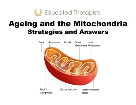 Atp and mitochondria