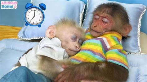 Nanny BiBi helps dad take care of baby monkey Obi | Chimpance, Moños