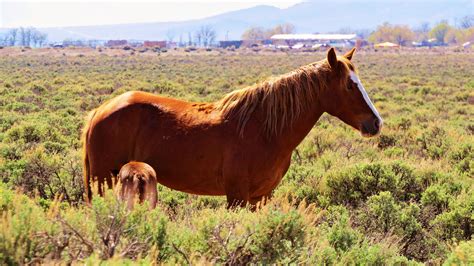 Pin by Keith Jones on San Luis Valley (Living in the Valley) | The valley, Horses, Animals