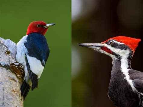 Pileated Woodpecker or Red-headed Woodpecker: What Are The… | Birdfact