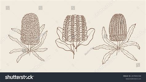 48.877 Native Flowers Drawings Images, Stock Photos & Vectors | Shutterstock