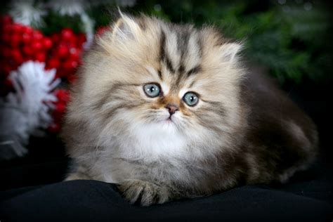 Shaded Golden Teacup Persian Kitten For Sale