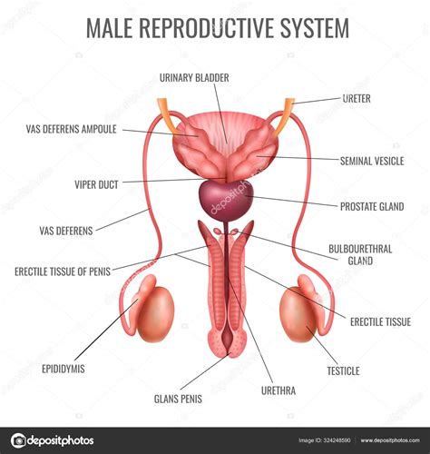 Realistic Male Reproductive System Stock Vector Image by ©macrovector ...