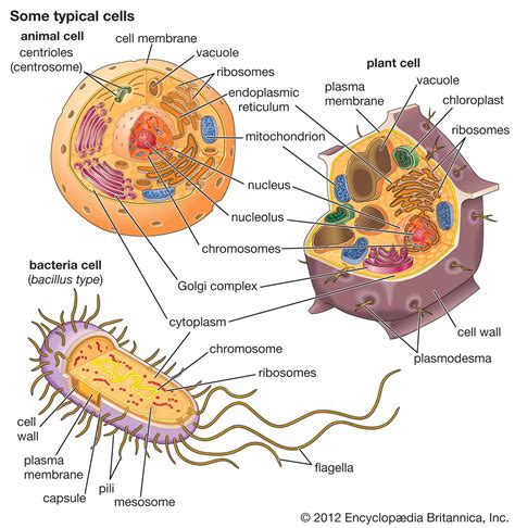 Why Do Animal Cells Have More Mitochondria Than Plant Cells? - ANIMALSD