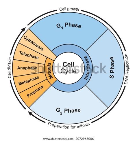 74 Mitotic Cell Cycle Stock Vectors, Images & Vector Art | Shutterstock