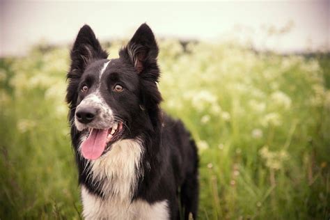 17 Border Collie Mixes: Charming & Charismatic Collie Combos!