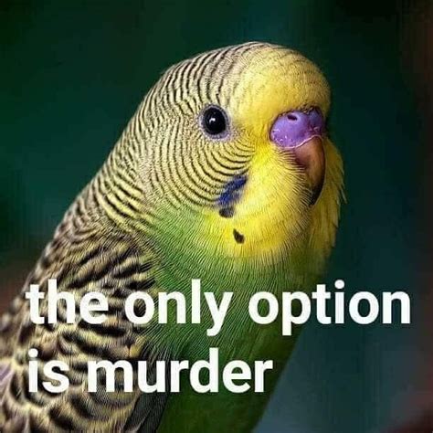 When they take your seed #birbmemes #birdmemes #birbs #birds #memes #memesdaily | Birds for kids ...