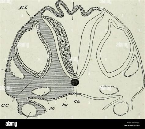 . The elements of Embryology,. 110 THE THIRD DAY. [chap. epiblast furnishes the body of the ...