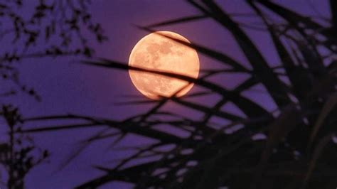 Super Flower Moon: How to spot the last supermoon of 2020 | UK News ...