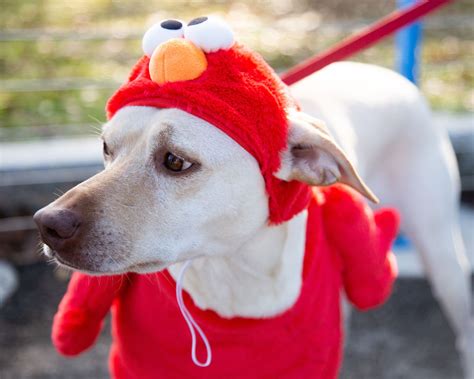 Sesame Street Elmo Dog Costume