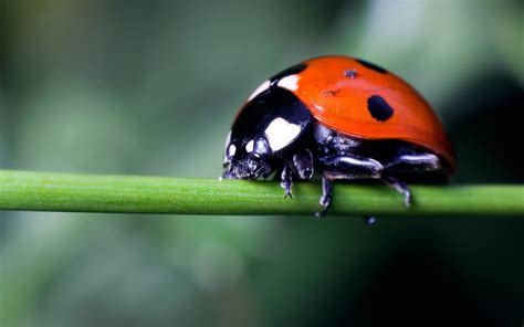 Free Ladybug Wallpaper Cliparts, Download Free Ladybug Wallpaper ...