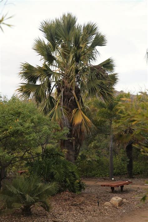 Sable Sp ID - DISCUSSING PALM TREES WORLDWIDE - PalmTalk