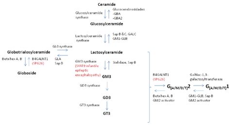 Representation of Ganglioside Metabolism. Adapted from Boukhris, et ...