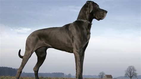 Top 20 Largest Dog Breeds – Forbes Advisor